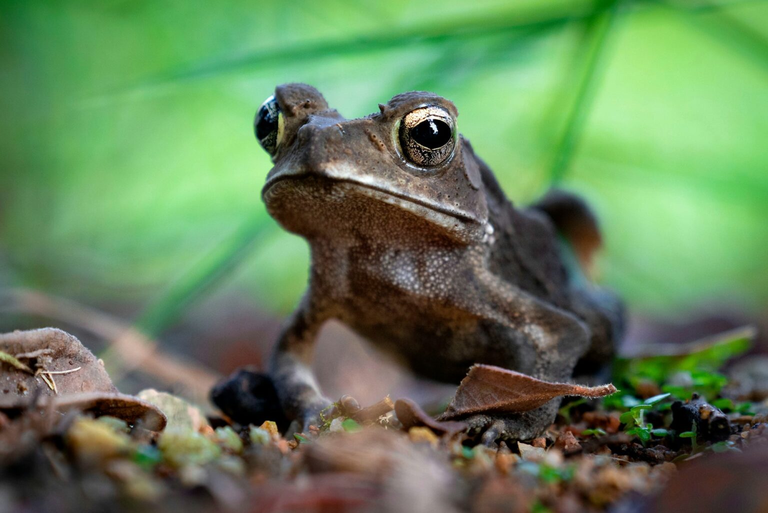 Comment faire partir les grenouilles de son jardin : 10 astuces anti-grenouilles efficaces Brown garden frog with green background