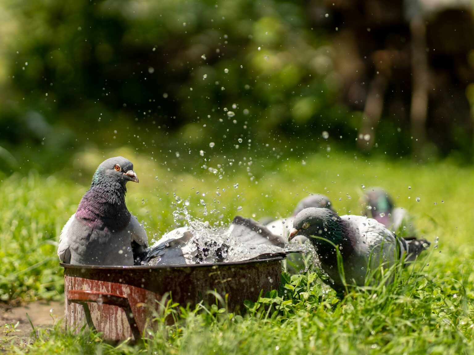 Closeup shot of Homing pigeons on the ground drinking water with a blurred background of greenery
