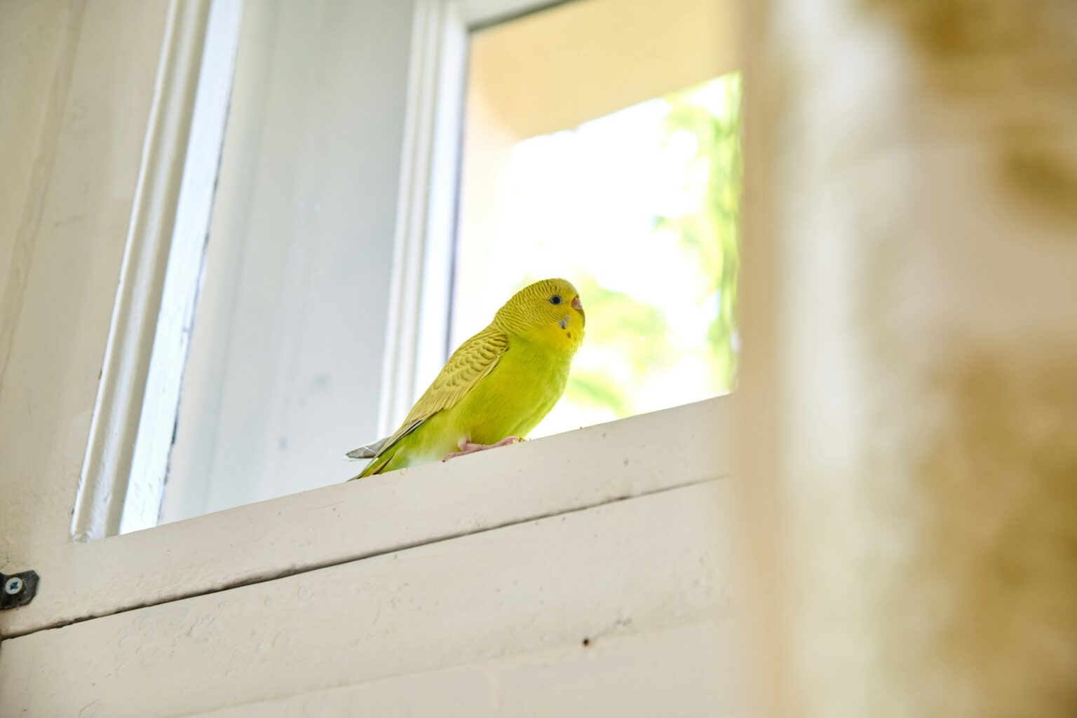 cute yellow Budgerigar (Melopsittacus undulatus) sits on a white wooden window frame
