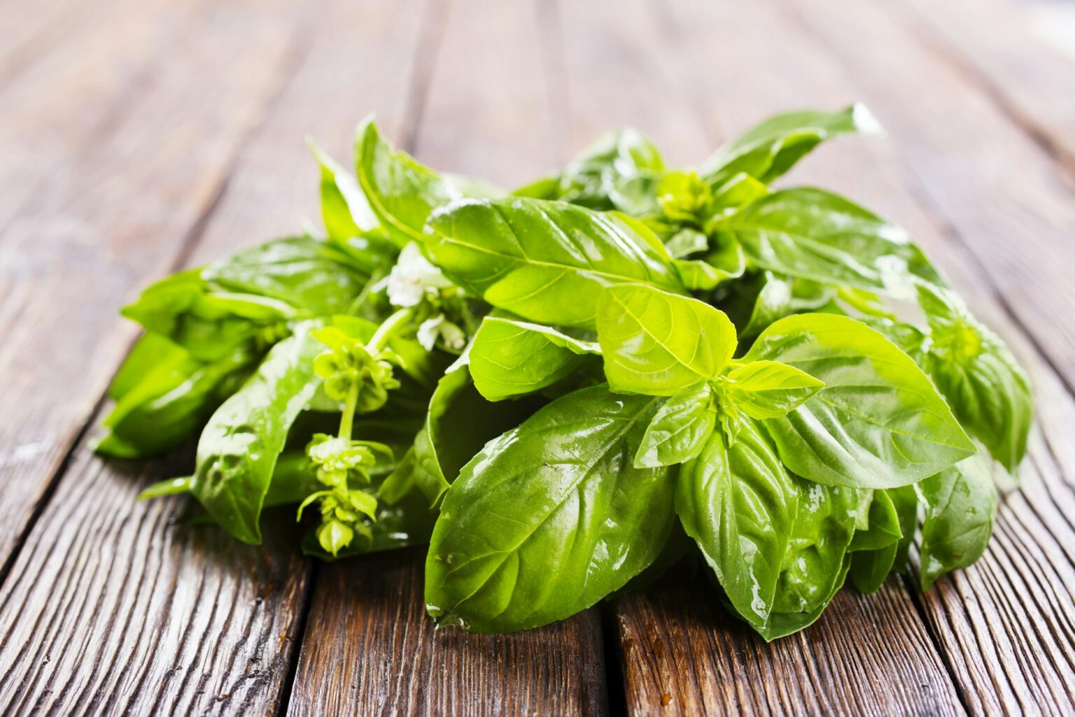 Les bienfaits du basilic : une herbe aromatique aux multiples vertus fresh basil on wooden table, basil leaf