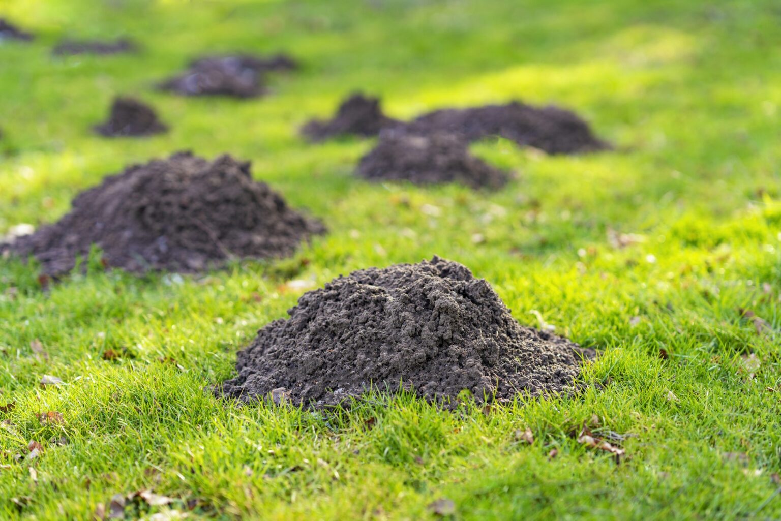 Comment faire partir les taupes : 15 répulsifs naturels efficaces Lawn in the garden with mole hills