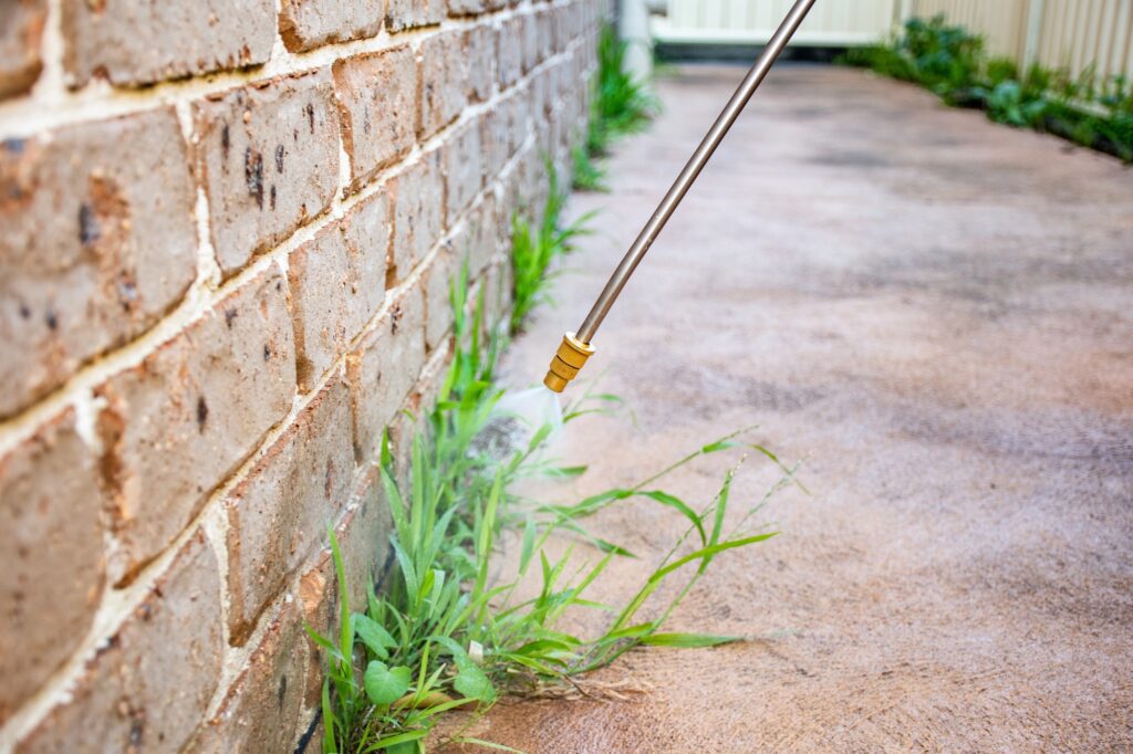 Spraying weed killer herbicide to control unwanted plants on a backyard