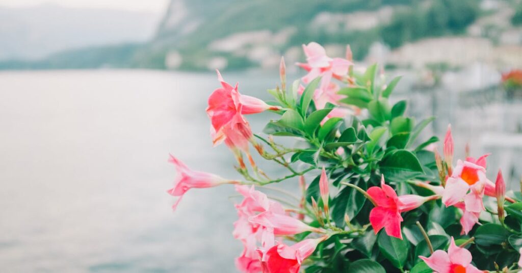 Cultiver la beauté : conseils pour l’entretien du dipladenia découvrez le dipladenia, une plante exotique aux fleurs vibrantes qui embellira vos espaces intérieurs et extérieurs. apprenez comment l'entretenir pour profiter de sa floraison abondante tout au long de l'été.