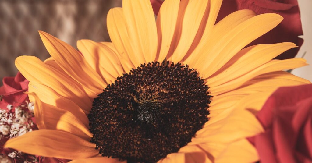 Cultiver l’hibiscus : un voyage inspirant au cœur de la nature découvrez les bienfaits de l'hibiscus, une plante aux multiples vertus. riche en antioxydants, elle est appréciée pour ses propriétés rafraîchissantes et ses effets bénéfiques sur la santé. explorez les différentes façons de l'utiliser dans vos boissons et vos recettes.