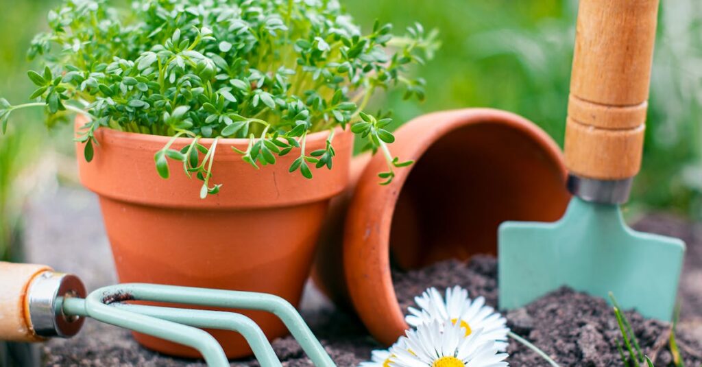 Cultiver votre framboisier : un pas vers un jardin florissant découvrez les meilleures techniques de culture du framboisier, des conseils pratiques pour une récolte abondante et savoureuse. apprenez à choisir les variétés adaptées à votre climat et à optimiser la croissance de vos plants de framboises.