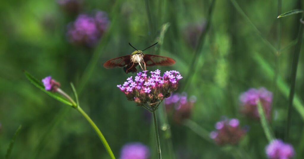 découvrez les bienfaits apaisants de la verveine, une plante aromatique prisée pour ses propriétés relaxantes et ses délicieuses infusions. explorez son histoire, ses usages en cuisine et en herboristerie.