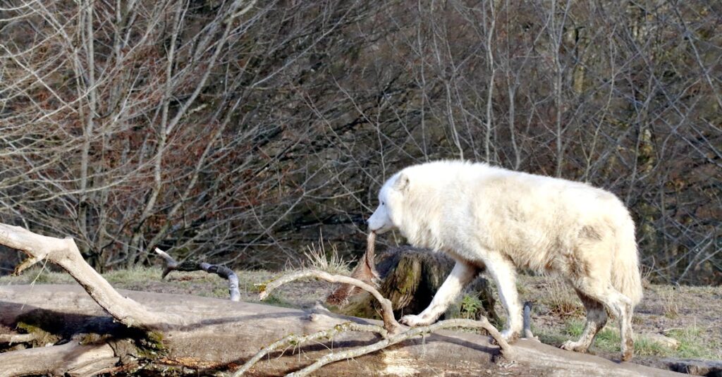 découvrez les meilleures méthodes naturelles pour l'élimination des ronces. apprenez des techniques efficaces et respectueuses de l'environnement pour débarrasser votre jardin de ces envahisseurs tout en préservant la biodiversité.