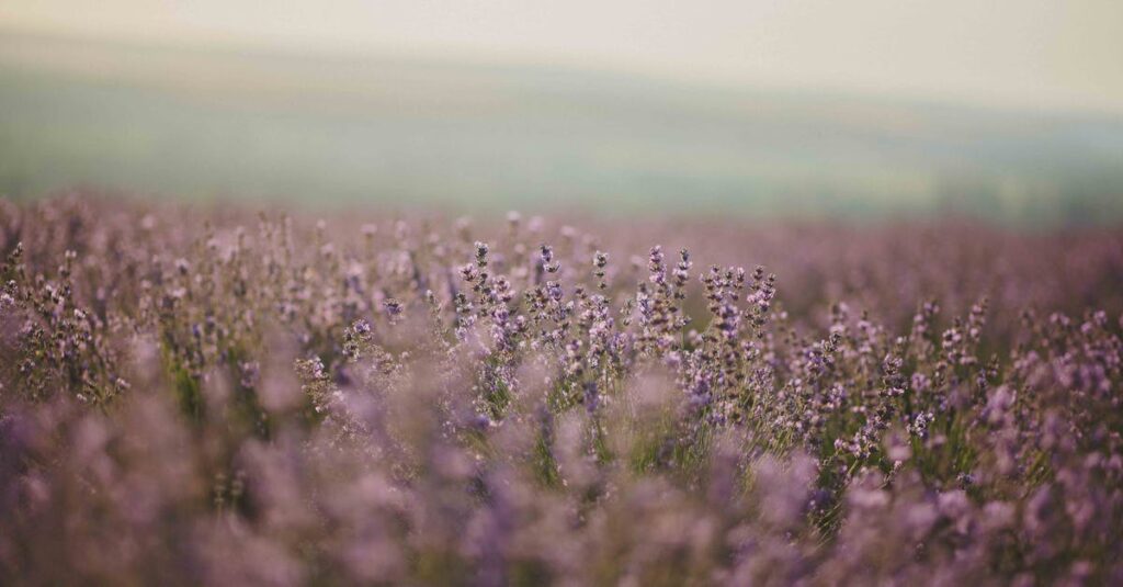 découvrez les bienfaits apaisants de la lavande, une plante aromatique prisée pour ses propriétés relaxantes et son parfum envoûtant. explorez son utilisation en aromathérapie, en cuisine et dans les soins de beauté.