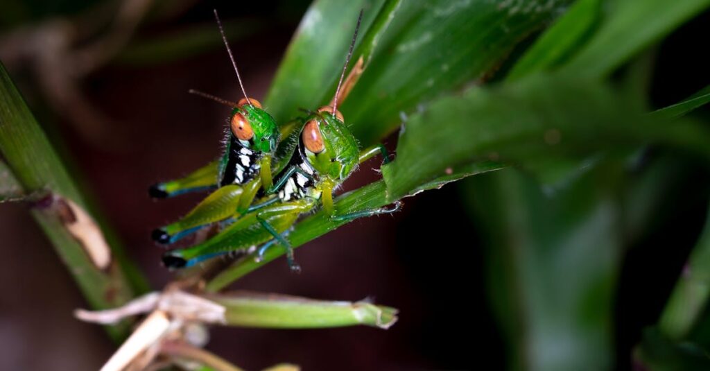 découvrez des solutions efficaces pour le contrôle des nuisibles. protégez votre domicile ou votre entreprise des insectes et rongeurs avec nos conseils d'experts en extermination et prévention.