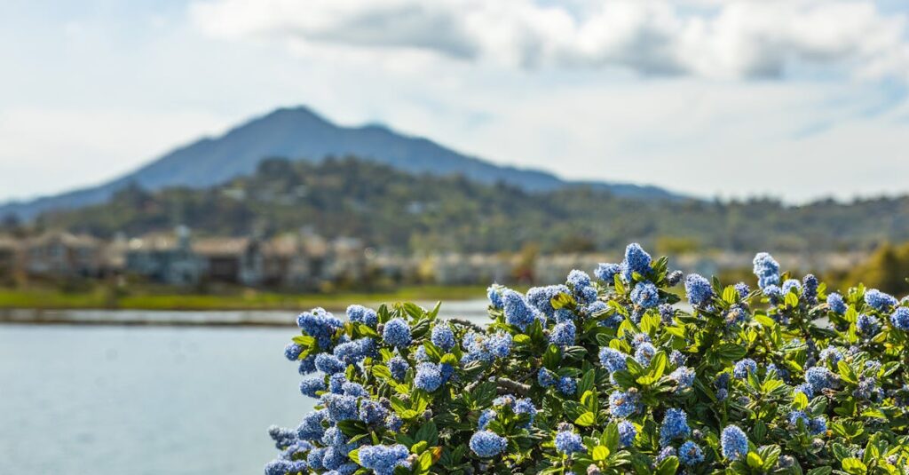 Le ceanothe : une plante inspirante pour embellir votre jardin découvrez le ceanothus, un magnifique arbuste à fleurs aux teintes vibrantes, parfait pour embellir votre jardin. apprenez tout sur ses variétés, son entretien et les conditions idéales pour le faire prospérer.