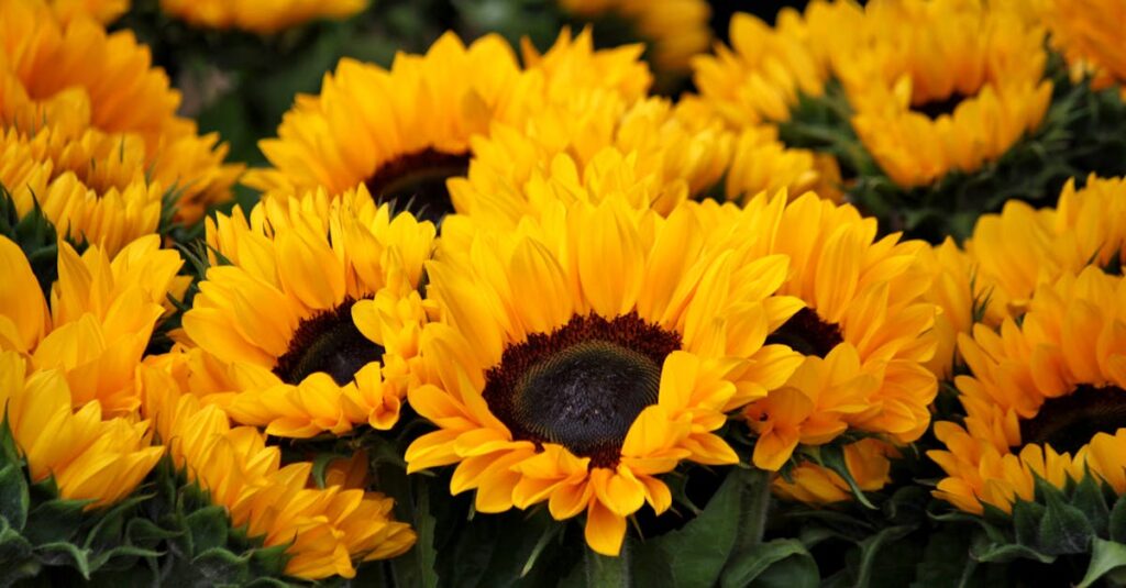 Le tournesol : un symbole de lumière et de croissance dans votre jardin découvrez l'univers fascinant du tournesol, une plante emblématique connue pour sa beauté et sa symbolique. plongez dans ses origines, ses bienfaits et son utilisation en cuisine et en cosmétique. explorez tous les secrets de cette fleur lumineuse et nutriments essentiels qu'elle peut apporter à votre vie.