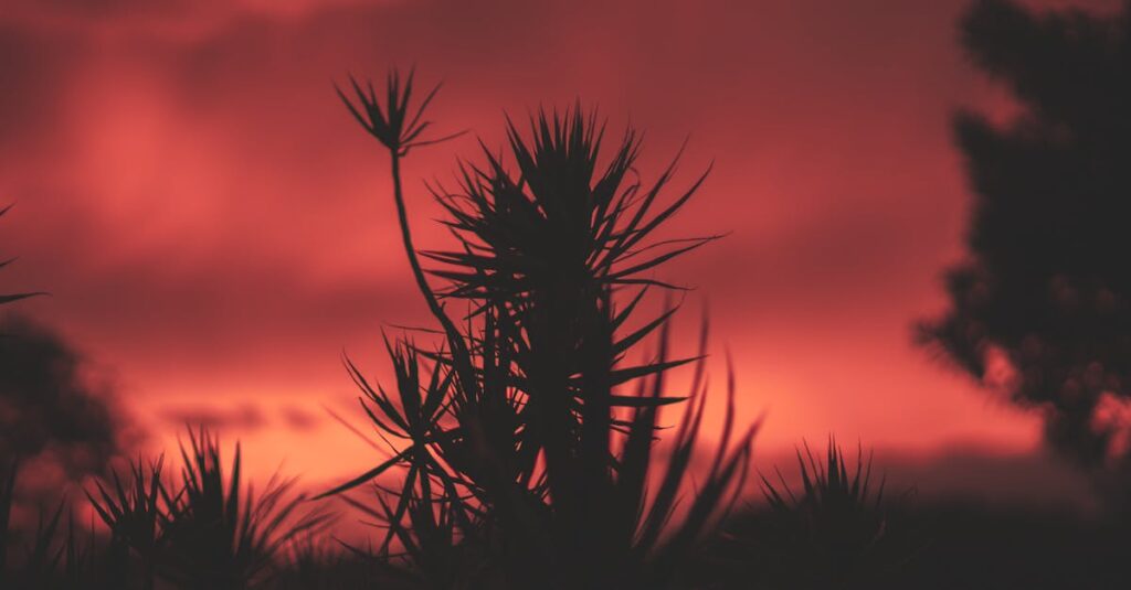 Le yucca, une plante résiliente pour embellir votre intérieur découvrez le yucca, une plante d'intérieur robuste et esthétique, parfaite pour égayer votre espace. apprenez-en plus sur ses variétés, ses soins et ses bienfaits pour la santé.