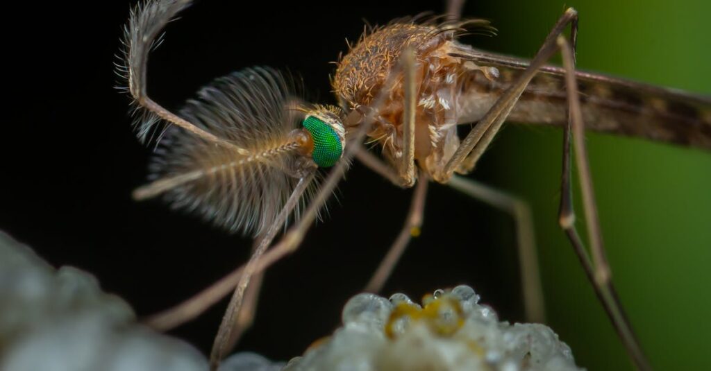 Un jardin-terrasse serein : astuces naturelles pour repousser les moustiques découvrez tout ce qu'il faut savoir sur les moustiques : leurs habitats, comportements, et les meilleures méthodes pour les repousser. informez-vous sur les dangers qu'ils représentent et comment protéger votre famille efficacement.