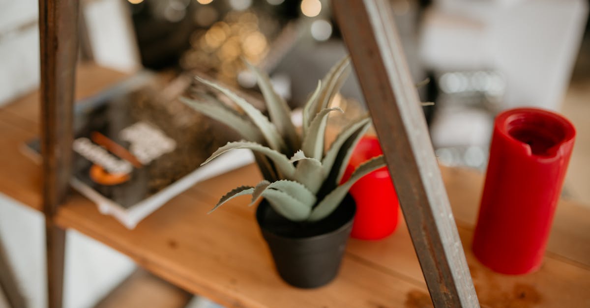 découvrez les bienfaits de l'aloe vera, une plante aux vertus extraordinaires pour votre bien-être. que ce soit pour la peau, la digestion ou l'hydratation, l'aloe vera est un allié naturel incontournable. plongez dans l'univers de cette plante miraculeuse et apprenez comment l'intégrer dans votre quotidien.
