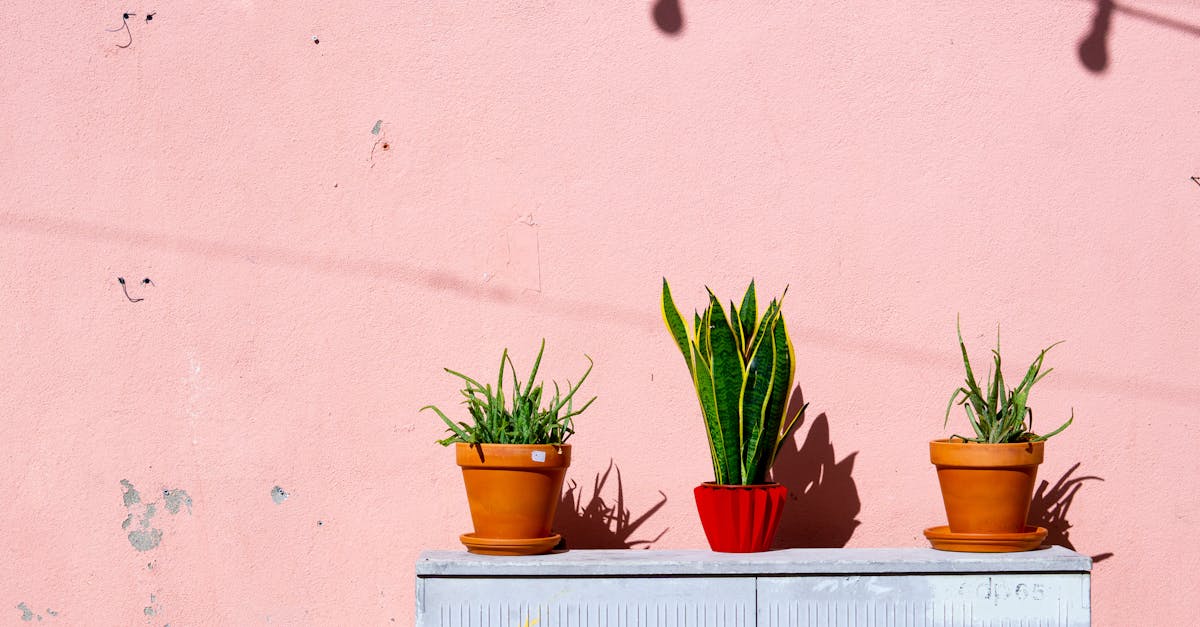 découvrez les incroyables bienfaits de l'aloe vera, cette plante aux multiples vertus. apprenez comment l'intégrer dans votre routine beauté et votre bien-être au quotidien grâce à ses propriétés hydratantes, apaisantes et revitalisantes. explorez ses applications en soin de la peau, en nutrition, et bien plus encore.