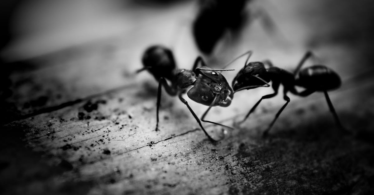 découvrez l'univers fascinant des fourmis : leur comportement, leur organisation sociale et leur rôle essentiel dans l'écosystème. apprenez tout sur ces insectes fascinants et leur impact sur notre environnement.