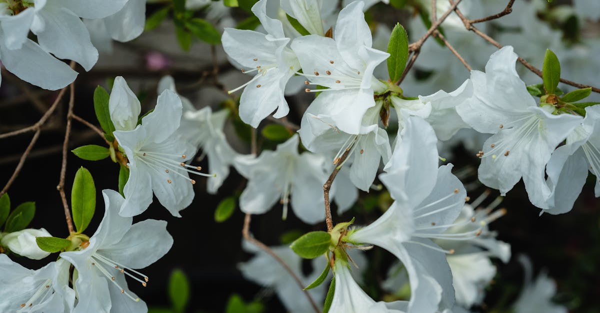 découvrez l'azalée, une plante à fleurs prisée pour sa beauté éclatante et ses couleurs variées. apprenez-en plus sur son entretien, ses variétés et ses bienfaits pour votre jardin.