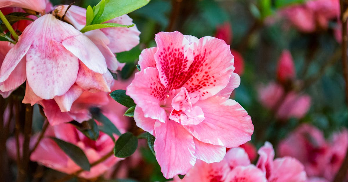 découvrez l'azalée, une plante ornementale aux fleurs éclatantes et délicates. apprenez à l'entretenir et à la cultiver dans votre jardin pour profiter de sa beauté unique et ajouter une touche de couleur à votre espace extérieur.