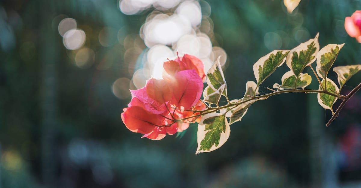 découvrez la beauté et la diversité du bougainvillier, une plante fascinante aux couleurs vibrantes. apprenez tout sur son entretien, ses variétés et ses usages, et transformez votre jardin en un véritable paradis floral.