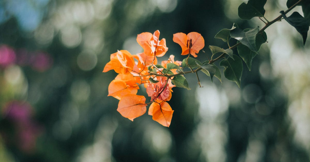 découvrez le charme envoûtant du bougainvillier, une plante grimpante aux couleurs vibrantes qui illuminera vos jardins et terrasses. apprenez à l'entretenir et à l'intégrer dans votre paysage pour une touche d'exotisme.