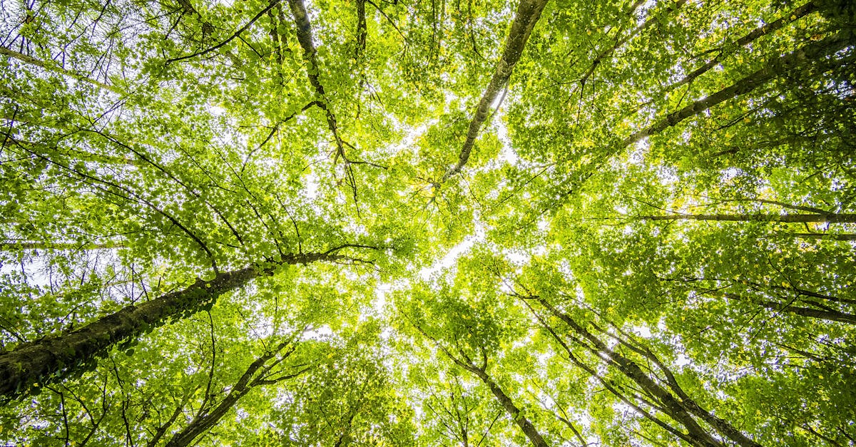 découvrez l'univers fascinant des canopées, ces écosystèmes uniques nichés entre le sol et le ciel. explorez la richesse de la biodiversité, les espèces animales et végétales qui y habitent, ainsi que les enjeux de conservation de ces habitats cruciaux pour notre planète.