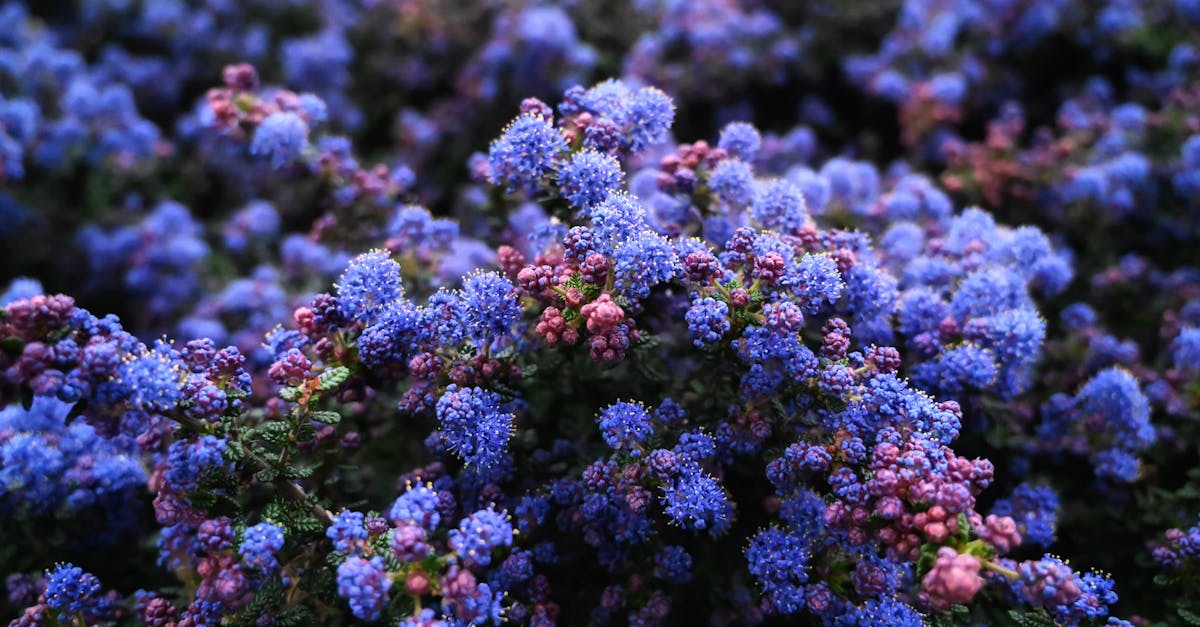 découvrez le ceanothus, un arbuste ornemental au feuillage luxuriant et aux fleurs éclatantes. parfait pour embellir votre jardin, il attire les pollinisateurs et s'adapte à divers climats. apprenez tout sur ses variétés, sa culture et ses soins dans notre guide complet.