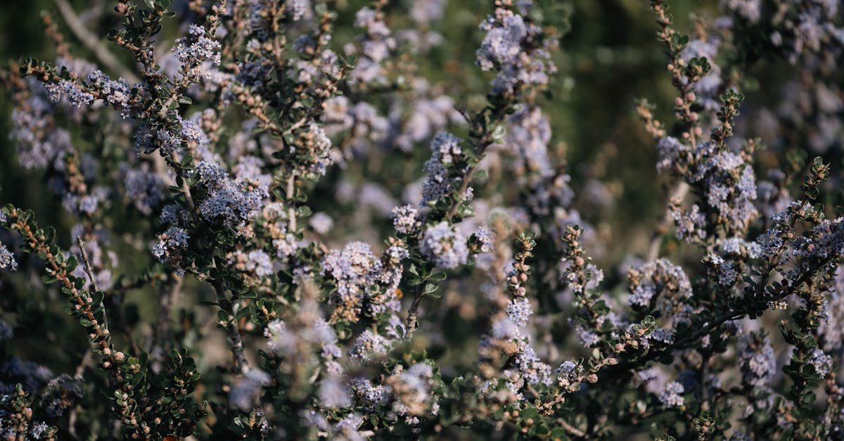 découvrez le ceanothus, un arbuste ornemental aux belles fleurs bleues. apprenez comment l'intégrer dans votre jardin pour apporter couleur et une touche méditerranéenne à votre espace extérieur.