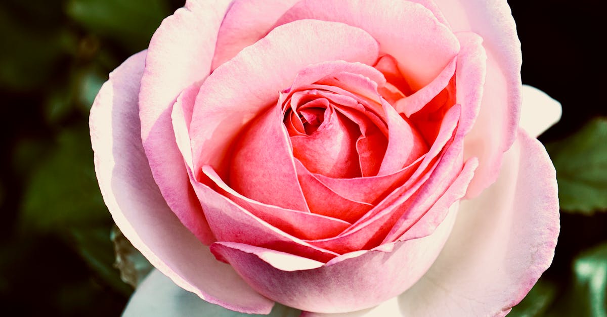 découvrez la beauté envoûtante de la rose grimpante, une plante parfaite pour embellir votre jardin ou votre terrasse. avec ses fleurs colorées et son parfum enivrant, elle apportera une touche romantique et élégante à vos espaces extérieurs. apprenez comment la cultiver et l'entretenir pour profiter pleinement de son éclat tout au long de la saison.