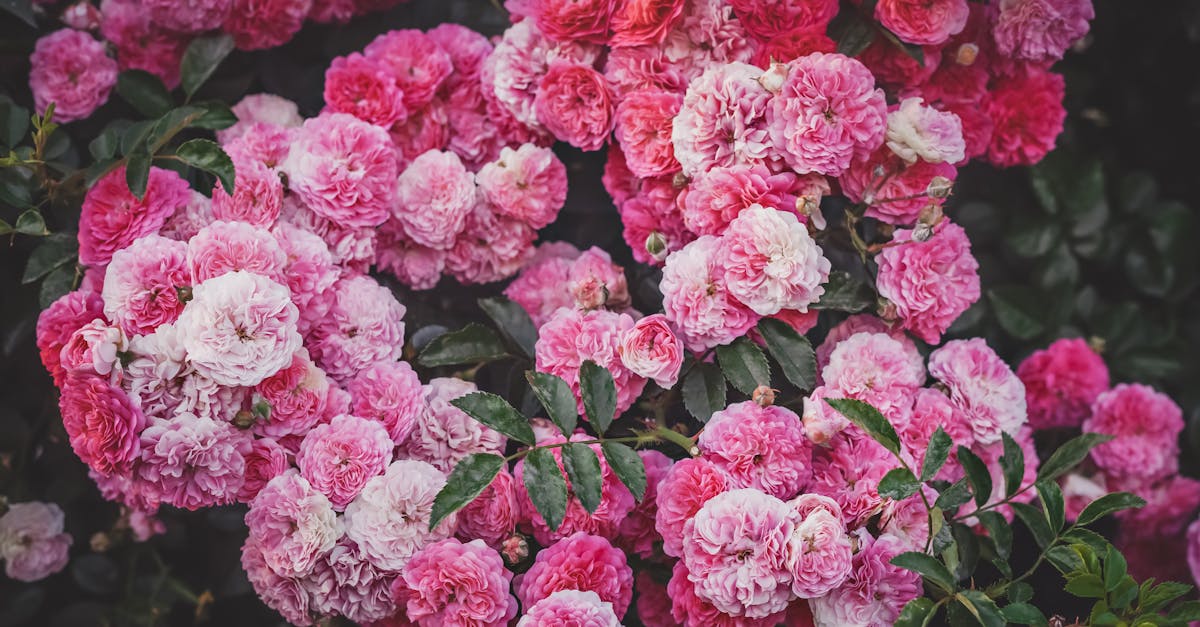 découvrez la beauté envoûtante de la rose grimpante, une plante idéale pour embellir vos pergolas et treillis avec ses fleurs éclatantes et son parfum enivrant. apprenez à cultiver et entretenir cette variété de rosier pour transformer votre jardin en un véritable havre de paix.