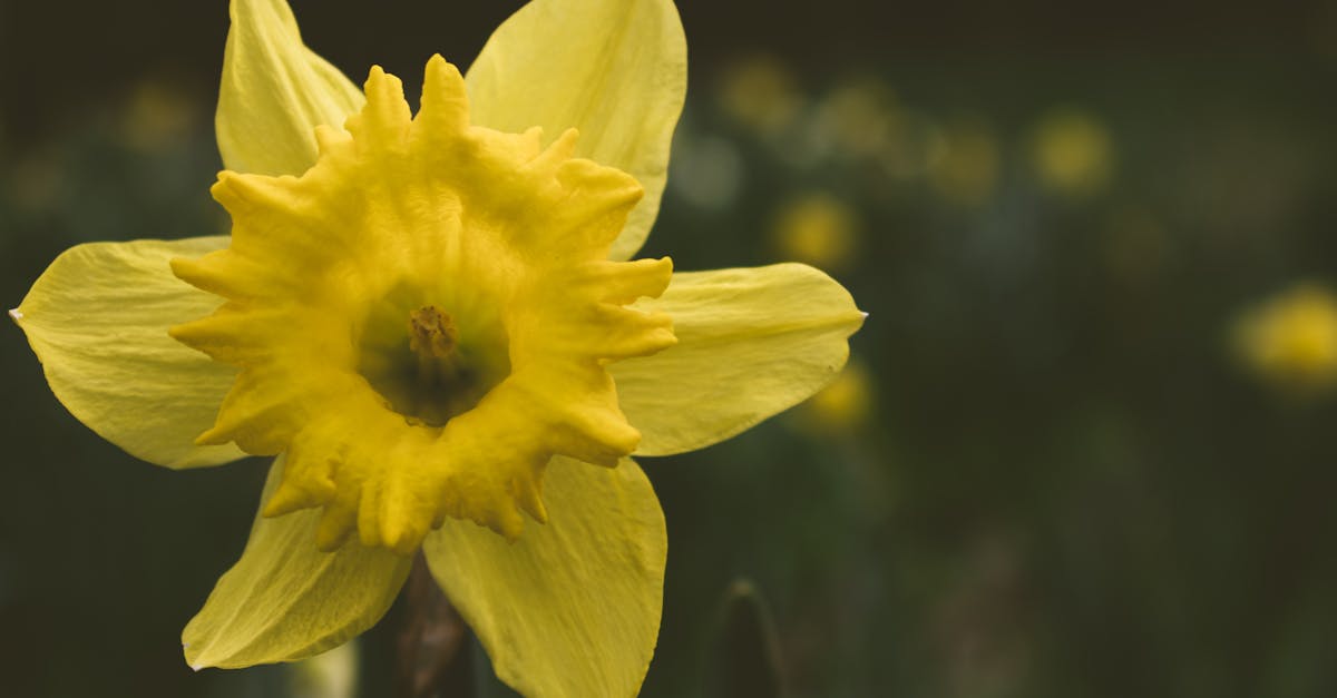 découvrez l'univers des jonquilles, ces fleurs emblématiques du printemps, qui apportent une touche de couleur et de fraîcheur à vos jardins. apprenez tout sur leur culture, leur entretien et leur signification symbolique dans notre guide complet.