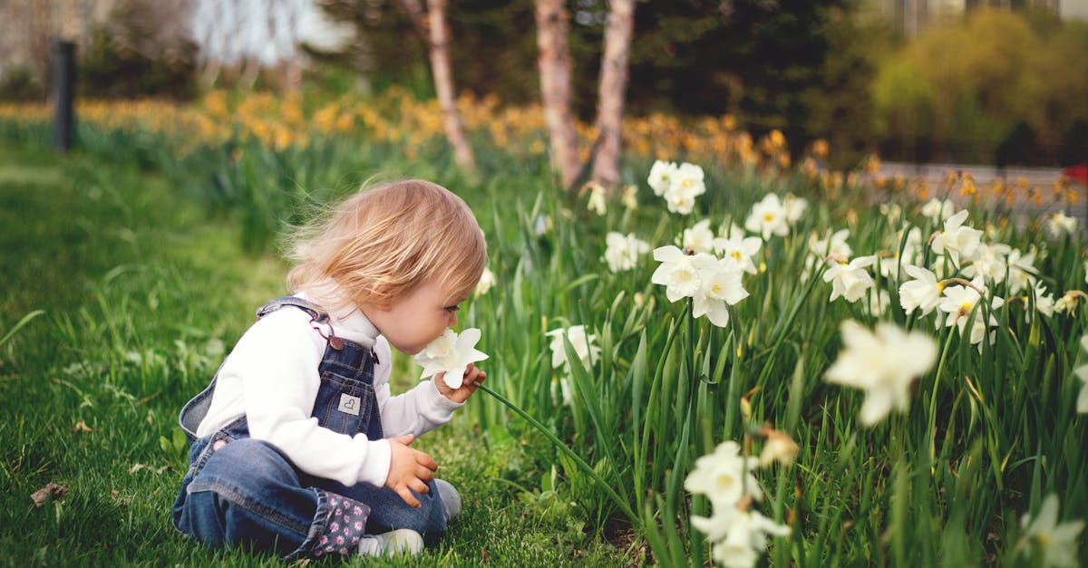 découvrez les jonquilles, ces magnifiques fleurs printanières qui apportent de la couleur et du parfum à vos jardins. apprenez à les cultiver, à les entretenir et à profiter de leur beauté éphémère.
