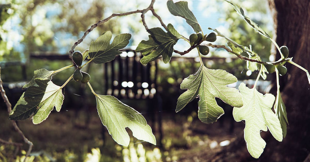 découvrez les figuiers, ces arbres fruitiers fascinants, leurs variétés délicieuses et les bienfaits de leurs fruits. apprenez à cultiver un figuier dans votre jardin et à savourer les délices sucrés qu'il peut offrir.