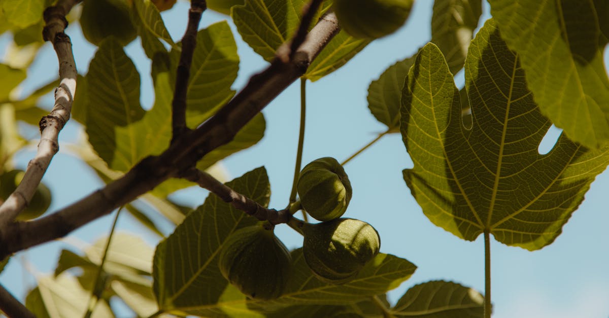 découvrez le figuier, un arbre fruitier emblématique aux feuilles luxuriantes et aux délicieuses figues. apprenez tout sur sa culture, ses bienfaits nutritionnels et son importance dans différentes cultures à travers le monde.