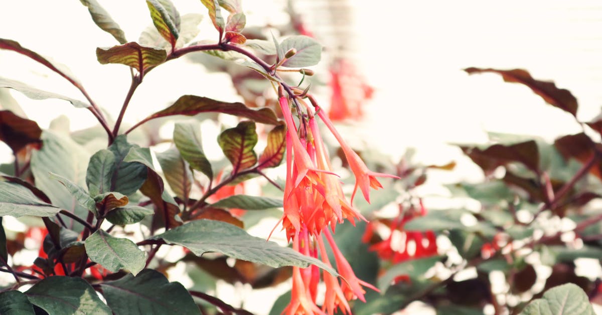 découvrez l'univers vibrant du fuchsia, une couleur audacieuse qui allie passion et créativité. plongez dans nos conseils mode, déco et bien-être pour intégrer le fuchsia dans votre quotidien de manière élégante et moderne.