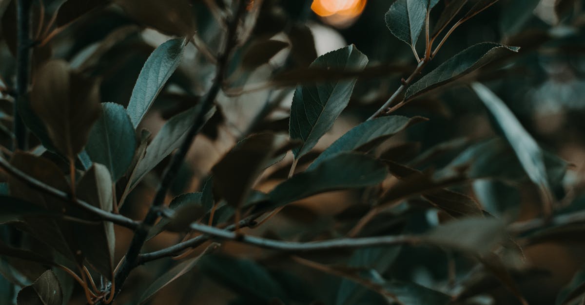 illuminez votre jardin avec des éclairages élégants et fonctionnels. découvrez nos conseils pour choisir les meilleures options d'éclairage extérieur, créer une ambiance chaleureuse et mettre en valeur vos plantes et allées. transformez vos soirées en plein air avec une lumière douce et accueillante.