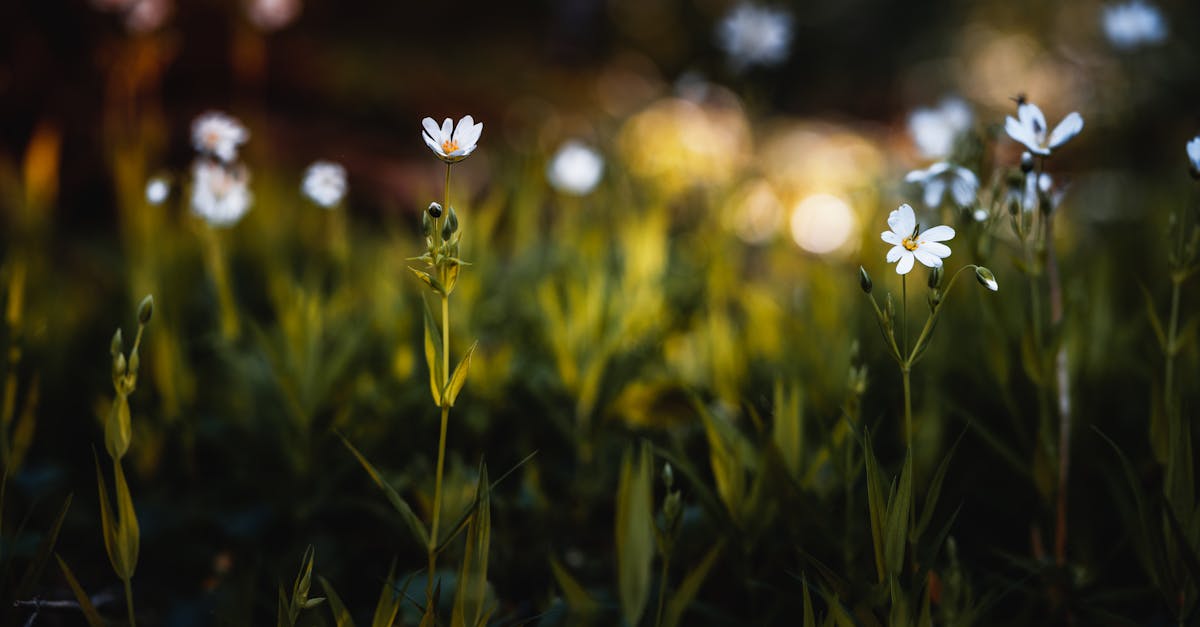 découvrez comment transformer votre jardin en un espace enchanteur grâce à l'éclairage de jardin. des idées inspirantes et des conseils pratiques pour choisir et installer des luminaires qui mettront en valeur vos espaces extérieurs.