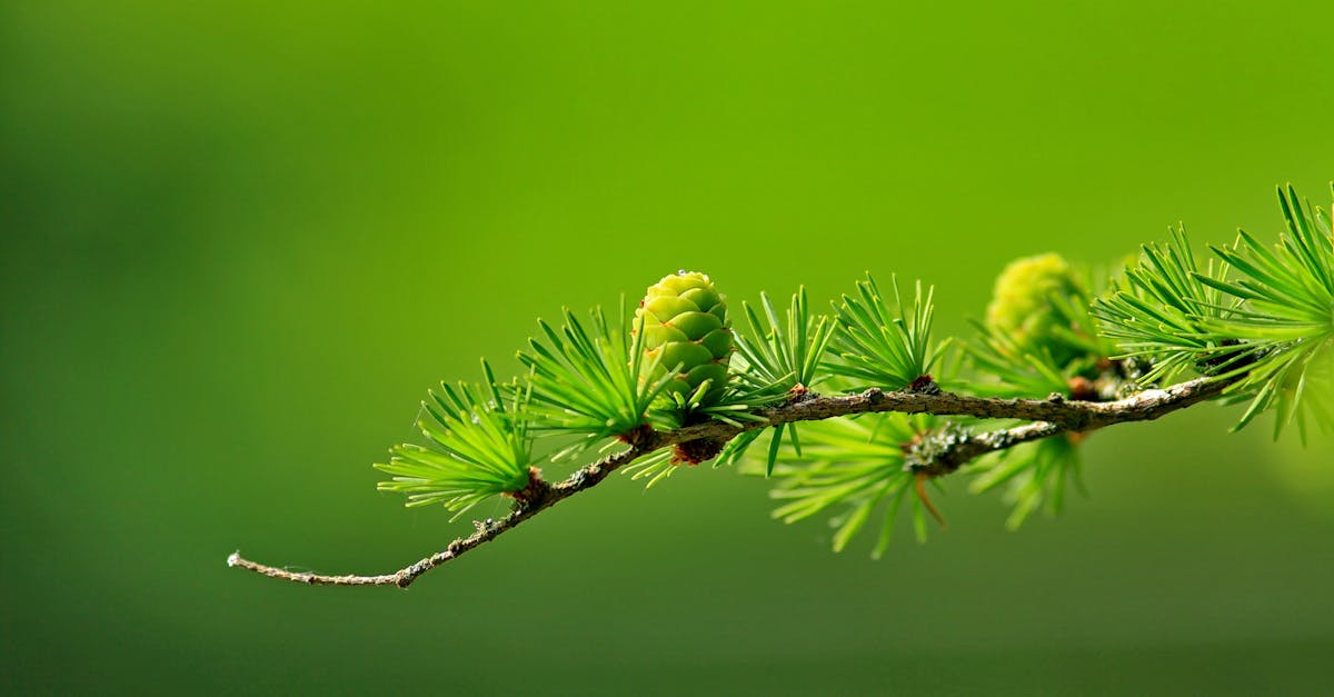 découvrez l'univers du vert avec notre guide sur les tendances écologiques, les produits durables et les initiatives respectueuses de l'environnement. transformez votre quotidien en adoptant un mode de vie plus vert et écoresponsable.