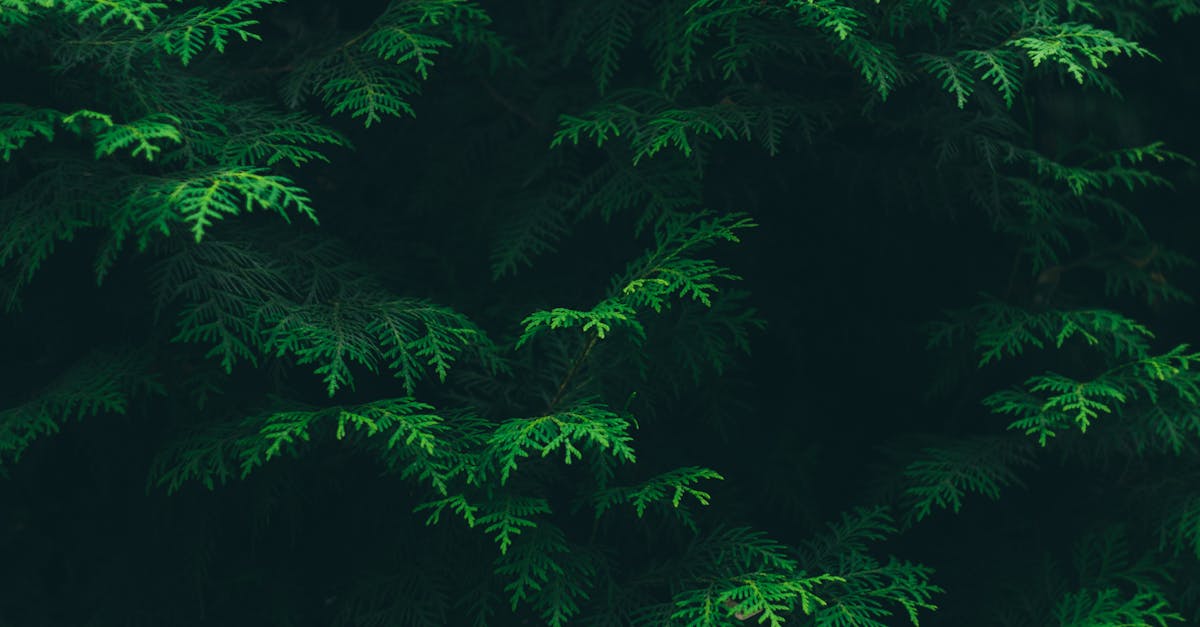 découvrez un univers dédié à l'écologie et au développement durable avec 'green'. explorez des astuces, des produits et des initiatives pour vivre de manière plus verte et responsable.
