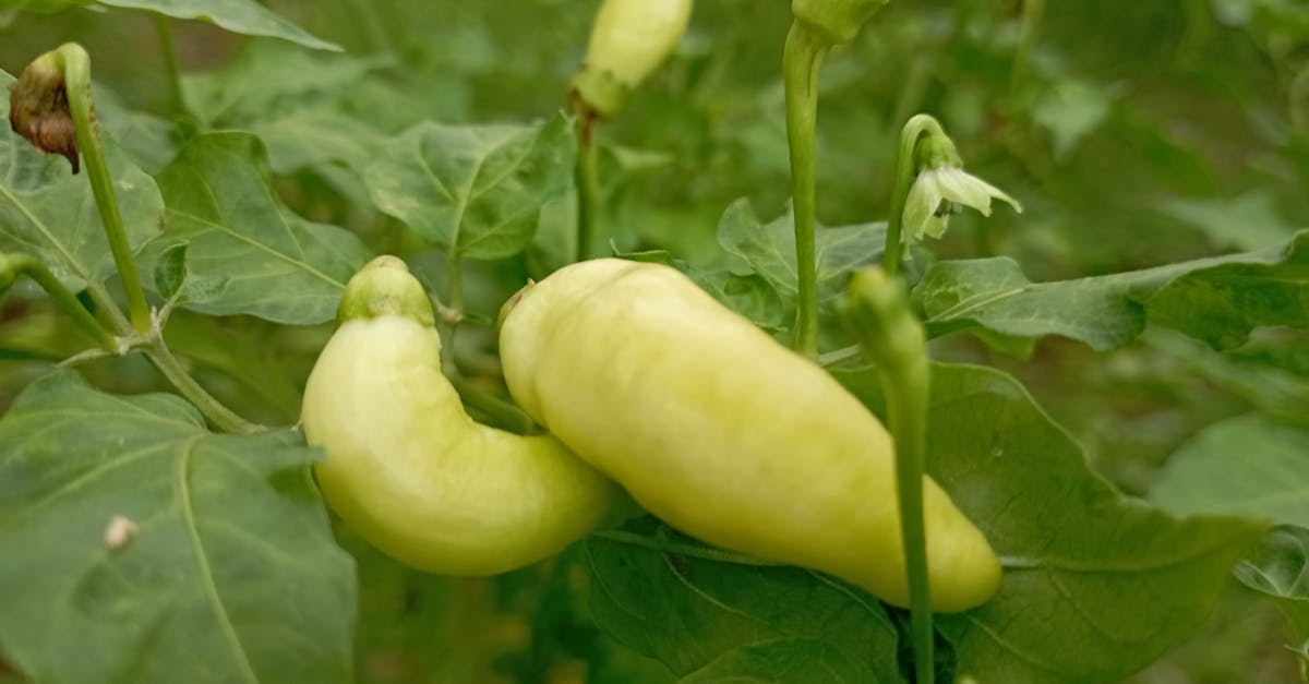 découvrez comment cultiver des poivrons avec succès grâce à notre guide complet. apprenez les techniques de plantation, d'entretien et de récolte pour obtenir des poivrons savoureux et colorés dans votre jardin.