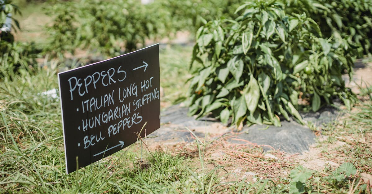 découvrez les secrets pour cultiver des poivrons savoureux dans votre jardin. astuces pratiques, choix des variétés, et soins essentiels pour une récolte abondante et colorée. apprenez à maîtriser la culture des poivrons dès aujourd'hui!