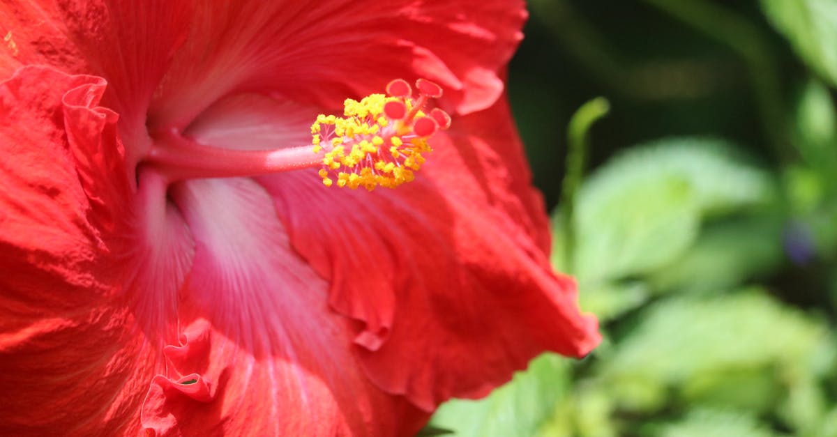 découvrez les bienfaits et les vertus de l'hibiscus, cette plante colorée aux fleurs éclatantes. explorez ses utilisations en infusion, en cuisine ou en cosmétique, et apprenez comment l'hibiscus peut enrichir votre quotidien avec ses propriétés antioxydantes et sa saveur unique.