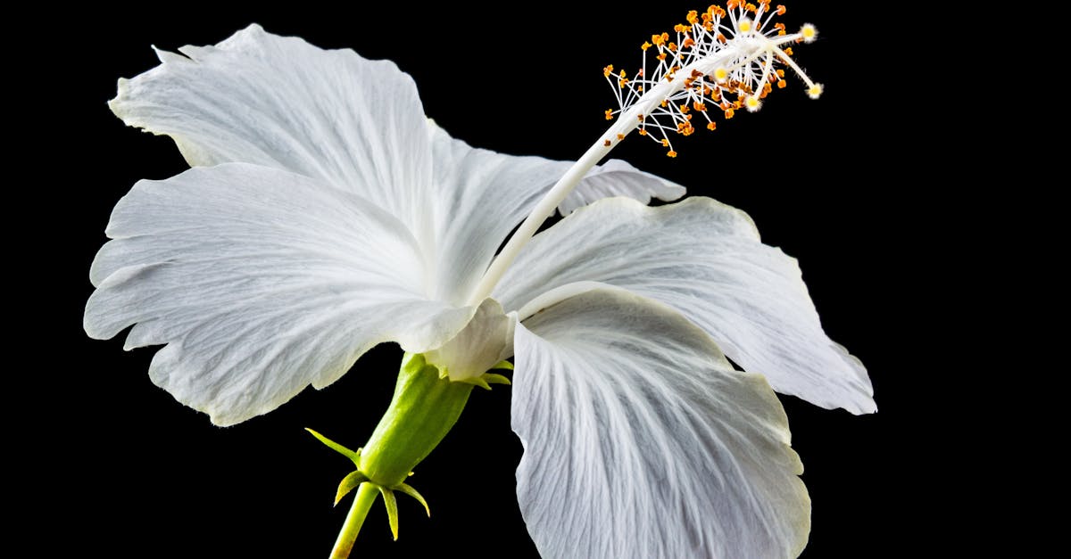 découvrez l'hibiscus, une plante aux fleurs éclatantes et aux propriétés bienfaisantes. explorez ses utilisations en infusion, ses bienfaits pour la santé et sa place dans la culture à travers le monde. plongez dans l'univers coloré de l'hibiscus !