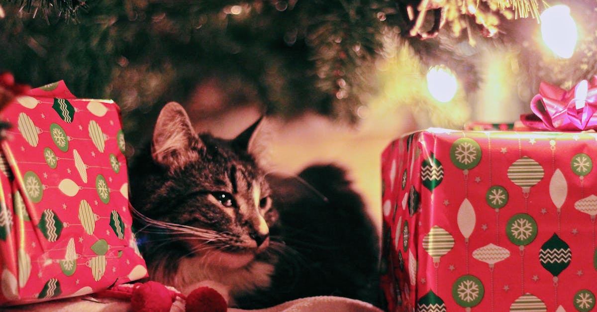 découvrez la magie des fêtes avec nos idées d'activités, de décorations et de recettes pour célébrer noël et la nouvelle année. créez des souvenirs inoubliables en famille et entre amis.