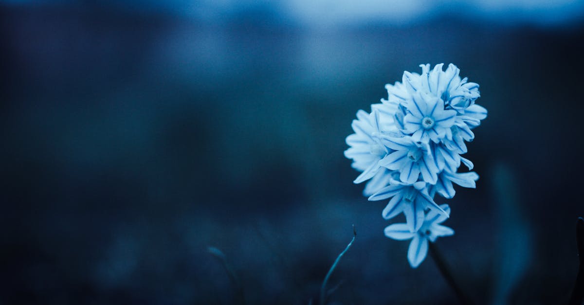découvrez les hyacinthes, ces fleurs colorées et parfumées qui égayent les jardins et les intérieurs. apprenez à les cultiver, leurs significations et leur entretien, pour profiter pleinement de leur beauté au printemps.