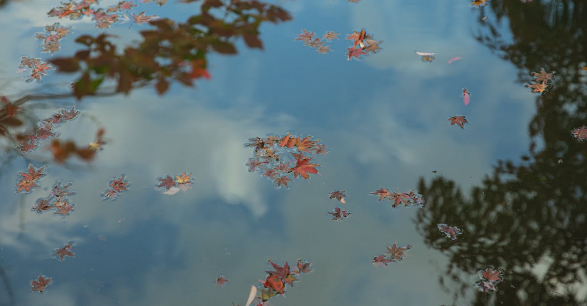 découvrez le magnifique érable japonais, une plante ornementale prisée pour ses feuilles délicates et sa palette de couleurs éclatantes. parfait pour embellir votre jardin ou terrasse, cet arbre offre une beauté saisonnière tout en ajoutant une touche zen à votre espace extérieur.