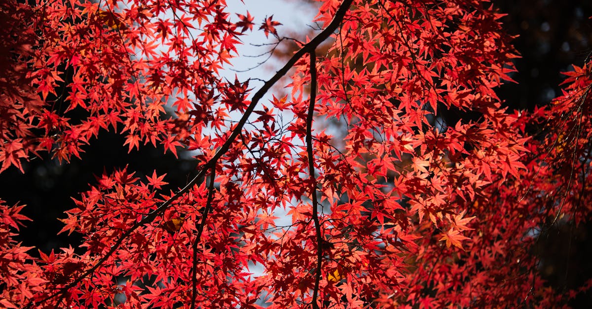 découvrez les merveilles du érable japonais, un arbre ornemental prisé pour son feuillage délicat et sa beauté saisissante. apprenez à cultiver et entretenir cette plante enchanteur qui apporte une touche d'élégance à votre jardin.