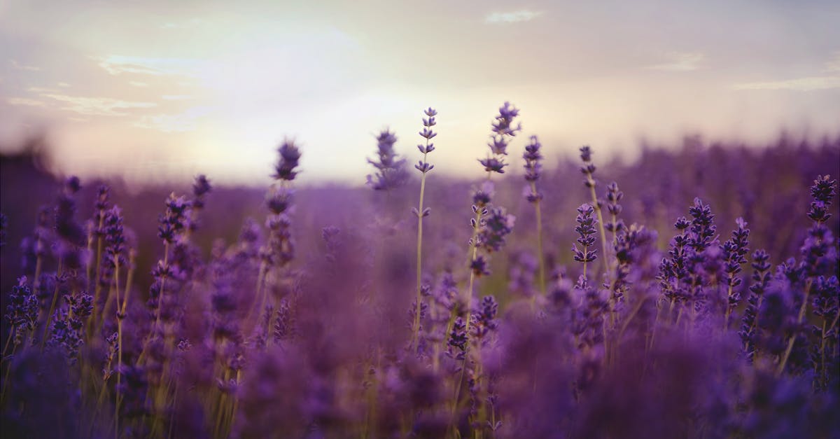 découvrez le monde apaisant de la lavande, une plante emblématique aux vertus relaxantes. explorez ses bienfaits, ses utilisations en aromathérapie et son rôle dans la création de jardins enchanteurs.