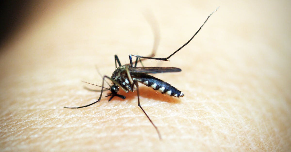 découvrez tout sur les moustiques : leur biologie, leur habitat, les maladies qu'ils transmettent et des conseils pour les éviter. protégez-vous efficacement contre ces insectes nuisibles grâce à nos astuces et informations essentielles.