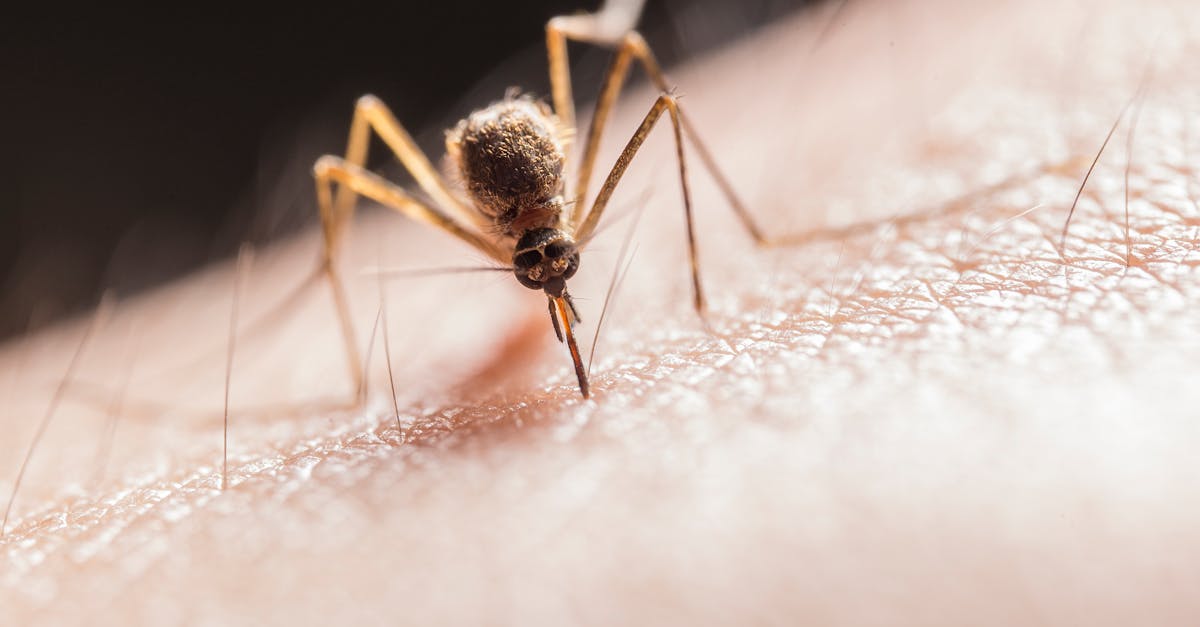 découvrez tout sur les moustiques : leur biologie, leur habitat, les maladies qu'ils peuvent transmettre et des conseils pour vous protéger efficacement contre ces insectes nuisibles.