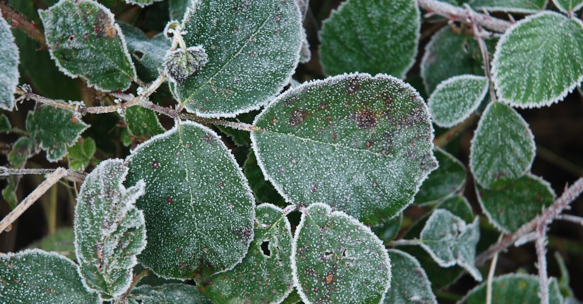découvrez nos services professionnels d'élimination naturelle des ronces. protégez votre jardin tout en préservant l'écosystème avec des méthodes respectueuses de l'environnement. contactez-nous pour un espace extérieur dégagé et agréable.